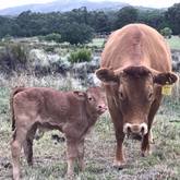 Cattle - Heilfontein Country Escape - Xplorio™ Caledon