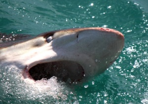 Next Marine Dynamics Shark Cage Diving Trip: 23 September 2022