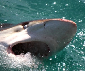 Next Marine Dynamics Shark Cage Diving Trip: 23 September 2022