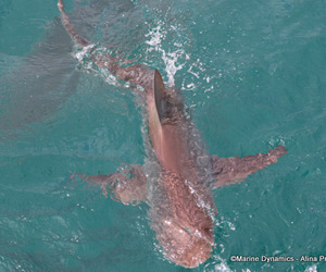 Daily Blog: 26 September 2022 | Shark Cage Diving in South Africa