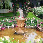 Roses - Greyton Rose Fair - Xplorio™ Greyton / Genadendal