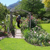 Roses - Greyton Rose Fair - Xplorio™ Greyton / Genadendal