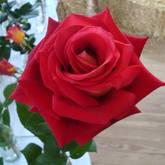 Roses - Greyton Rose Fair - Xplorio™ Greyton / Genadendal