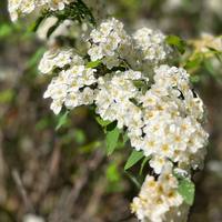Flowers - Greyton Rose Fair - Xplorio™ Greyton / Genadendal