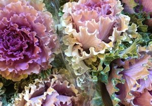 Workshops at the Greyton Rose and Garden Fair