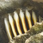 A gift from the bees at Klipgat cave A gift from the bees at Klipgat cave