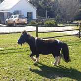 Pony - Kleinwatervalplaas - Xplorio™ Caledon