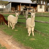 Alpaca - Kleinwatervalplaas - Xplorio™ Caledon