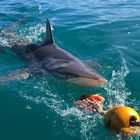 Shark - White Shark Projects - Xplorio™ Gansbaai