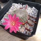 Cactus Plants - Overberg Cacti and Succulents - Xplorio™ Gansbaai