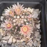 Cactus Plants - Overberg Cacti and Succulents - Xplorio™ Gansbaai