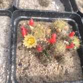 Cactus Plants - Overberg Cacti and Succulents - Xplorio™ Gansbaai