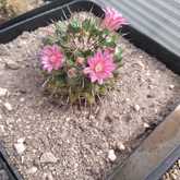 Cactus Plants - Overberg Cacti and Succulents - Xplorio™ Gansbaai