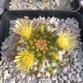 Cactus Plants - Overberg Cacti and Succulents - Xplorio™ Gansbaai