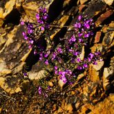 Purple Flower - Greyton Nature Reserve - Xplorio™ Greyton