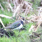 Birdlife - Greyton Nature Reserve - Xplorio™ Greyton