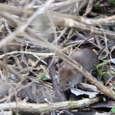 Mouse - Greyton Nature Reserve - Xplorio™ Greyton