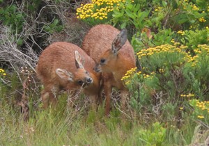 Meet Your Environment