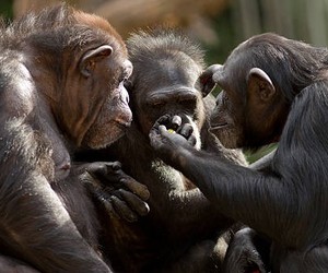 Go Forth and Multiply