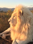 Panthera Africa Sunset Visit