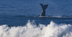 Land-Based Whale Watching