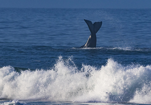 Land-Based Whale Watching