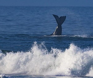 Land-Based Whale Watching