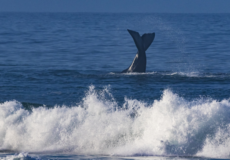 Land-Based Whale Watching