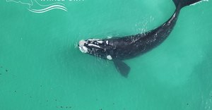 Final Southern Right Whale Aerial Survey 2022 - Update