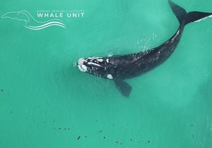Final Southern Right Whale Aerial Survey 2022 - Update