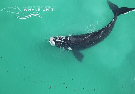 Final Southern Right Whale Aerial Survey 2022 - Update