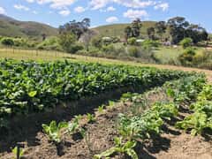 Looking to Support Local Growers in Your Area?