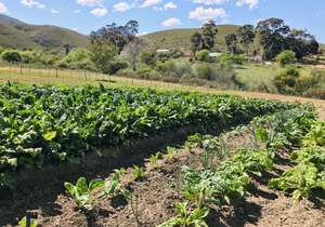 Looking to Support Local Growers in Your Area?