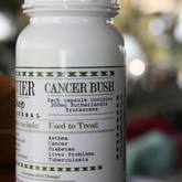 Cancer Bush - Botrivier Herb Shop - Xplorio™ Botriver
