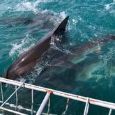 Sharks - White Shark Projects - Xplorio™ Gansbaai
