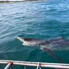 Sharks - White Shark Projects - Xplorio™ Gansbaai