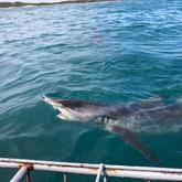 Sharks - White Shark Projects - Xplorio™ Gansbaai