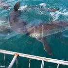 Sharks - White Shark Projects - Xplorio™ Gansbaai