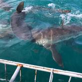Sharks - White Shark Projects - Xplorio™ Gansbaai