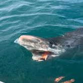 Sharks - White Shark Projects - Xplorio™ Gansbaai