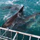 Bronze Whaler Sharks