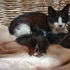 Cat - RSE Animal Welfare Society - Xplorio™ Riviersonderend Cat - RSE Animal Welfare Society - Xplorio™ Riviersonderend