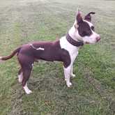 Pitbull - RSE Animal Welfare Society - Xplorio™ Riviersonderend