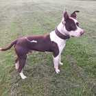 Pitbull - RSE Animal Welfare Society - Xplorio™ Riviersonderend Pitbull - RSE Animal Welfare Society - Xplorio™ Riviersonderend