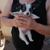 Puppy - RSE Animal Welfare Society - Xplorio™ Riviersonderend