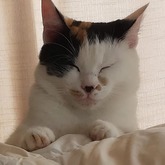 Rescue - RSE Animal Welfare Society - Xplorio™ Riviersonderend