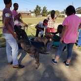 Dog Washing - RSE Animal Welfare Society - Xplorio™ Riviersonderend