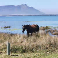 Wild Horse - Hangklip - Kleinmond Tourism - Xplorio™ Kleinmond