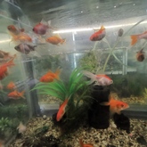 Fish - Keiko Pet Shop - Xplorio™ Kleinmond