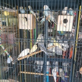 Birds - Keiko Pet Shop - Xplorio™ Kleinmond